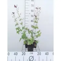 GRDplanten 6 x Geranium phaeum - Storchenschnabel- Topf 9 x 9 cm