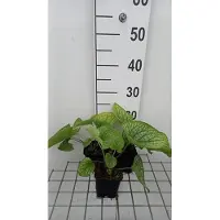 GRDplanten 6 x Brunnera macr. 'Alexander's Great' - Kaukasisches Vergissmeinnicht - Topf 9 x 9 cm