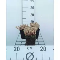 GRDplanten 6 x Sedum lydium - Fettblatt - Topf 9 x 9 cm