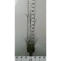 GRDplanten 6 x Deschampsia cesp. 'Goldschleier' - Wald Schmiele Goldschleier - Topf 9 x 9 cm