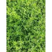 GRDplanten 6 x Ononis spinosa - Hauhechel - Topf 9 x 9 cm