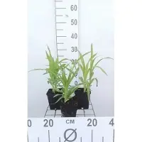 GRDplanten 6 x Hemerocallis hybr. 'Rajah' - taglilie - Topf 9 x 9 cm