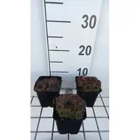 GRDplanten 6 x Sempervivum 'Noir' - Hauswurz - Topf 9 x 9 cm