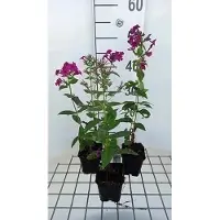 GRDplanten 6 x Phlox (p) 'Kirchenfürst' - Flammenblume - Topf 9 x 9 cm