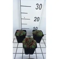 GRDplanten 6 x Sempervivum hybr. 'Silberkarneol' - Hauswurz - Topf 9 x 9 cm