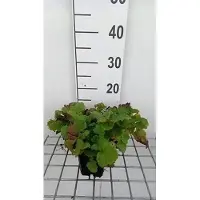 GRDplanten 6 x Geum hybr. 'East of Eden' - Nelkenwurz - Topf 9 x 9 cm