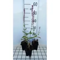 GRDplanten 6 x Salvia nem. 'Amethyst' - Sternmoos - Topf 9 x 9 cm