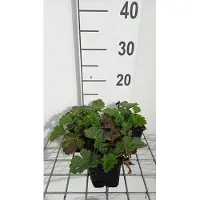 GRDplanten 6 x Geum hybr. 'Totally Tangerine' - Nelkenwurz - Topf 9 x 9 cm