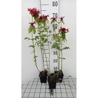 GRDplanten 6 x Monarda hybr. 'Gardenview Scarlet' - Indianernessel - Topf 9 x 9 cm