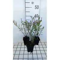 GRDplanten 6 x Aster hybr. 'Pink Star' - Herbstaster - Topf 9 x 9 cm