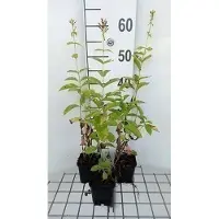GRDplanten 6 x Phlox (p) 'David' - Flammenblume - Topf 9 x 9 cm
