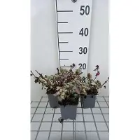 GRDplanten 6 x Lamium mac. 'Red Nancy' - Taubnessel - Topf 9 x 9 cm
