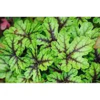 GRDplanten 6 x Heucherella hybr. 'Tapestry' - Bastardschaumblüte - Topf 9 x 9 cm