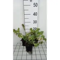 GRDplanten 6 x Lamium mac. 'Shell Pink' - Taubnessel - Topf 9 x 9 cm