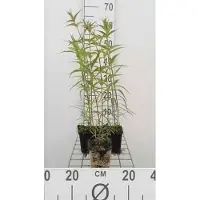 GRDplanten 6 x Phlox (m) 'Natascha' - Flammenblume - Topf 9 x 9 cm