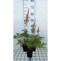 GRDplanten 6 x Astilbe (a) 'Erika' - Prachtspiere - Topf 9 x 9 cm