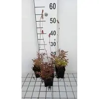 GRDplanten 6 x Sanguisorba off. 'Pink Tanna' - Pimpinelle - Topf 9 x 9 cm
