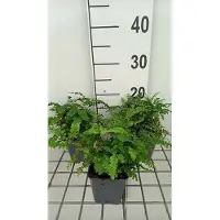 GRDplanten 6 x Adiantum ped. 'Imbricatum' - Fiederspaltiger Venushaarfarn 'Imbricatum - Topf 9 x 9 cm