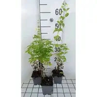 GRDplanten 6 x Nepeta govaniana - Katzenminze - Topf 9 x 9 cm