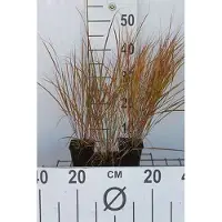 GRDplanten 6 x Calamagrostis arundinacea (anemanthele/stipa ar) – Reitgras - Topf 9x9 cm