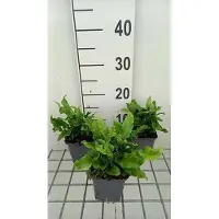 GRDplanten 6 x Asplenium scol. 'Undulatum' - Gewellter Hirschzungenfarn - Topf 9 x 9 cm