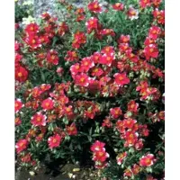 GRDplanten 6 x Helianthemum hybr. 'Raspberry Ripple' - Sonnenröschen - Topf 9 x 9 cm