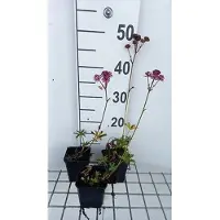 GRDplanten 6 x Astrantia major 'Claret' - Sterndolde - Topf 9 x 9 cm