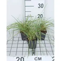 GRDplanten 6 x Festuca mairei - Atlas Schwingel - Topf 9 x 9 cm
