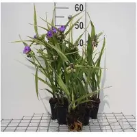 GRDplanten 6 x Tradescantia (a) 'Leonora' - Tradescantia - Topf 9 x 9 cm