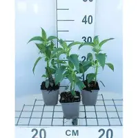 GRDplanten 6 x Monarda hybr. 'Beauty of Cobham' - Indianernessel - Topf 9 x 9 cm