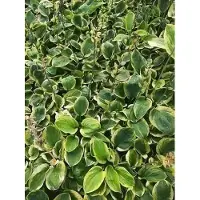 GRDplanten 6 x Hosta hybr. 'Carnival' - Hosta - Topf 9 x 9 cm