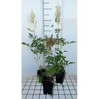 GRDplanten 6 x Astilbe (a) 'Weisse Gloria' - Prachtspiere - Topf 9 x 9 cm