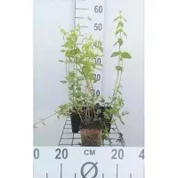 GRDplanten 6 x Lamiastrum galeobdolon - Goldnessel - Topf 9 x 9 cm
