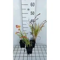 GRDplanten 6 x Crocosmia hybr. 'Jackanapes' - Crocosmia - Topf 9 x 9 cm