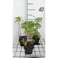 GRDplanten 6 x Monarda hybr. 'Fishes' - Indianernessel - Topf 9 x 9 cm