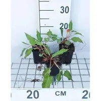 GRDplanten 6 x Persicaria ampl. 'Taurus' - Kerzenknöterich - Topf 9 x 9 cm