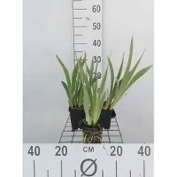 GRDplanten 6 x Iris (pum.) 'Cherry Garden' - Schwertlilie - Topf 9 x 9 cm