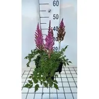 GRDplanten 6 x Astilbe chin. 'Purpurkerze' - Prachtspiere - Topf 9 x 9 cm
