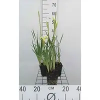 GRDplanten 6 x Iris sib. 'Butter And Sugar' - Schwertlilie - Topf 9 x 9 cm