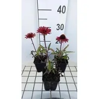 GRDplanten 6 x Echinacea purp. 'Sunseekers Orange' - Sonnenhut - Topf 9 x 9 cm