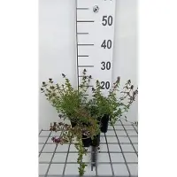 GRDplanten 6 x Thymus serpyllum - Thymian - Topf 9 x 9 cm