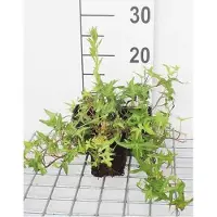 GRDplanten 12 x Hedera helix 'Sagittifolia' - Efeu 'Sagittifolia - Topf 9 cm x 9 cm