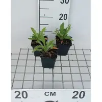 GRDplanten 6 x Papaver or. 'Royal Wedding' - Mohn - Topf 9 x 9 cm