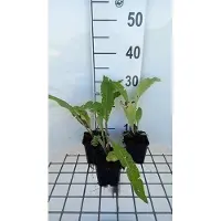GRDplanten 6 x Inula helenium - Alant - Topf 9 x 9 cm