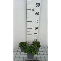 GRDplanten 6 x Mentha requienii - Minze - Topf 9 x 9 cm