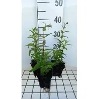 GRDplanten 6 x Penstemon hybr. 'Rich Ruby' - Bartfaden - Topf 9 x 9 cm
