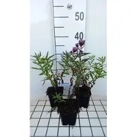 GRDplanten 6 x Aster n.-a. 'Barr's Blue' - Herbstaster - Topf 9 x 9 cm