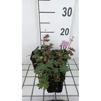 GRDplanten 6 x Geranium sang. 'Elke' - Storchenschnabel- Topf 9 x 9 cm