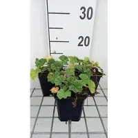 GRDplanten 6 x Malva sylv. 'Primley Blue' - Malve - Topf 9 x 9 cm