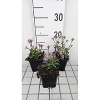 GRDplanten 6 x Aster radula 'August Sky' - Herbstaster - Topf 9 x 9 cm